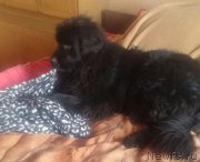 Превью фото № 197247