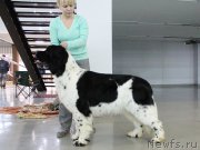 Превью фото № 197261