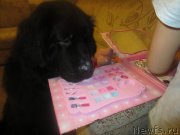 Превью фото № 197307