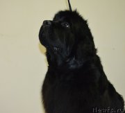 Превью фото № 197322