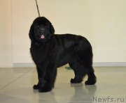 Превью фото № 197324