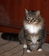 Превью фото № 197366