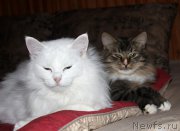 Превью фото № 197370