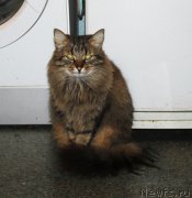 Превью фото № 197374