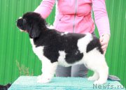 Превью фото № 197385