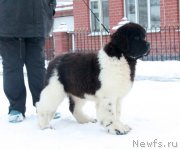 Превью фото № 197392