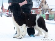 Превью фото № 197394