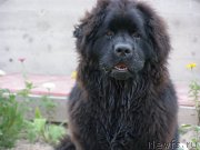 Превью фото № 197397