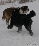 Превью фото № 19740