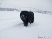Превью фото № 197417