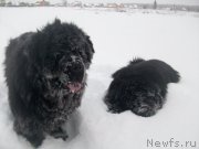 Превью фото № 197421