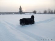 Превью фото № 197423