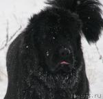 Превью фото № 19743