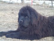 Превью фото № 197431