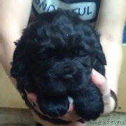 Превью фото № 197433