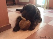 Превью фото № 197452