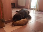 Превью фото № 197454