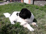 Превью фото № 197455