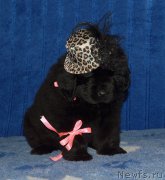 Превью фото № 197484