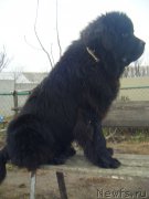 Превью фото № 197511