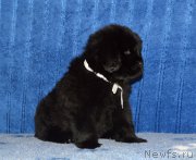 Превью фото № 197516