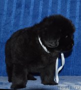 Превью фото № 197518