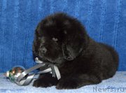 Превью фото № 197525