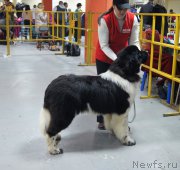 Превью фото № 197657