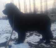 Превью фото № 197711