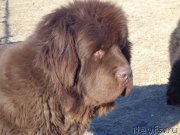 Превью фото № 197725