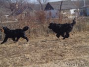 Превью фото № 197750