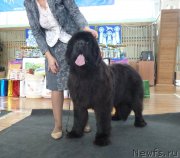 Превью фото № 197865