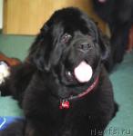 Превью фото № 19789