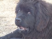 Превью фото № 197913