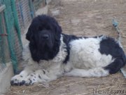 Превью фото № 197915