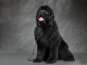 Превью фото № 197922