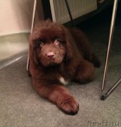 Превью фото № 197931