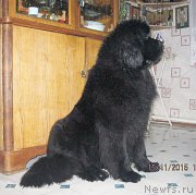 Превью фото № 197933