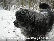 Превью фото № 197935