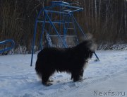 Превью фото № 197976