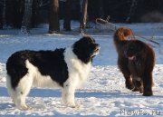 Превью фото № 197984