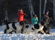 Превью фото № 197990