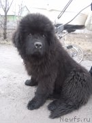 Превью фото № 198008