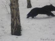 Превью фото № 198055