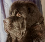 Превью фото № 198073