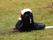 Превью фото № 198077