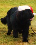 Превью фото № 198078