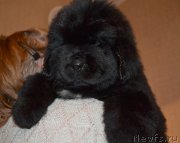 Превью фото № 198151