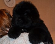 Превью фото № 198152