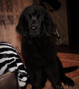 Превью фото № 198274